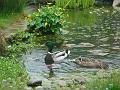 2008-0423_0945_Ducks_in_pond_9